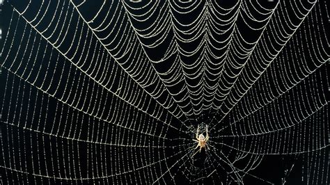 WEBs C.